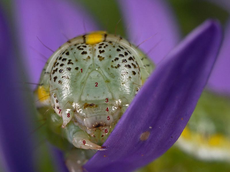Foto: Albert de Wilde