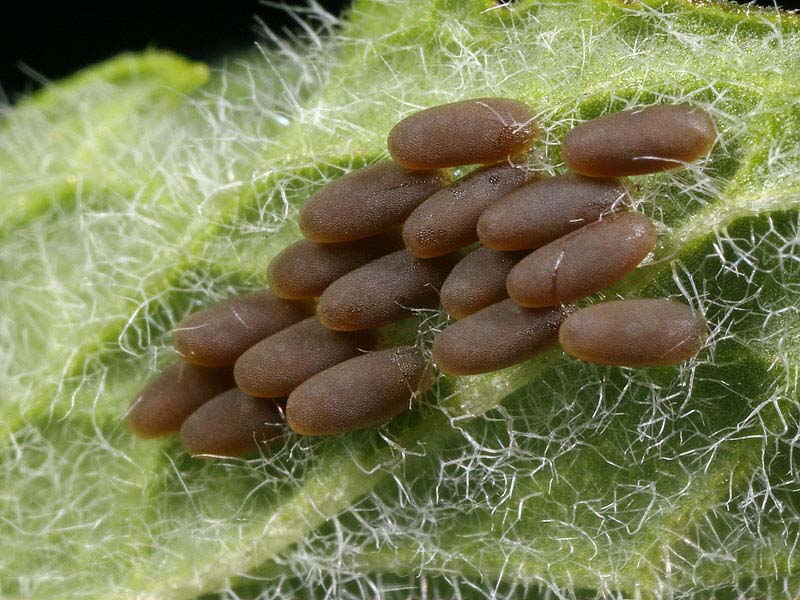 Chrysolina coerulans