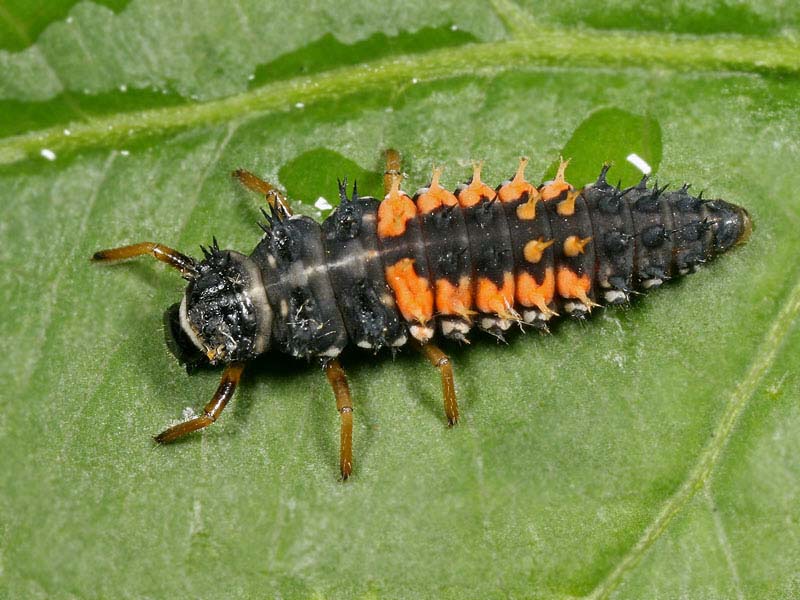 lievehb050b_harmonia_axyridis_larve.jpg