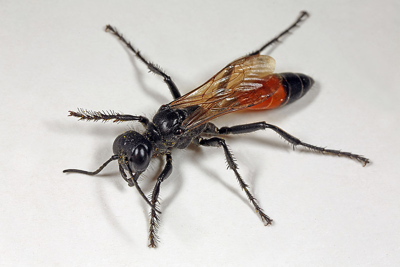 Podalonia affinis
