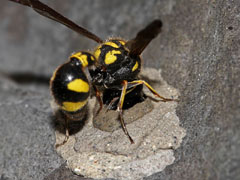 Urntjeswesp Eumenes coronatus. Koudekerke, 4 oktober 2010 (foto: Albert de Wilde).