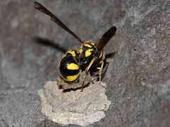 Urntjeswesp Eumenes coronatus. Koudekerke, 4 oktober 2010 (foto: Albert de Wilde).